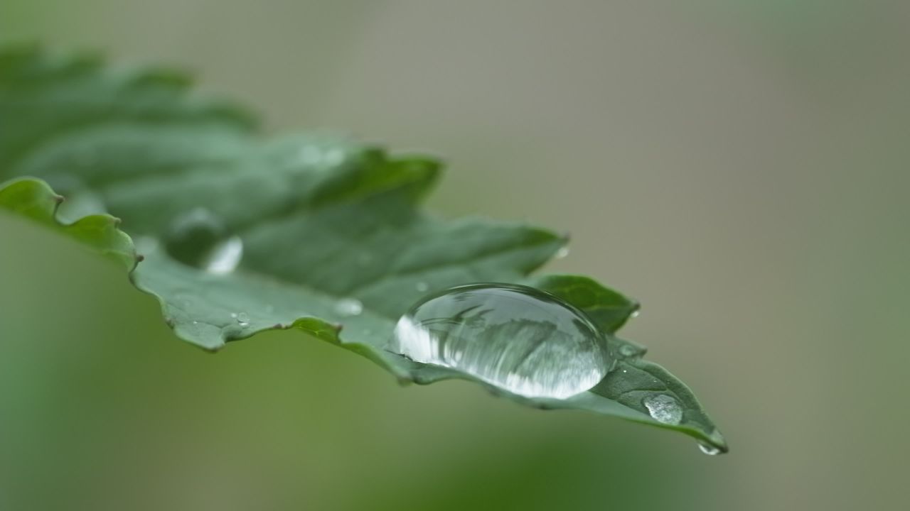 植物树木树叶草丛绿色 10