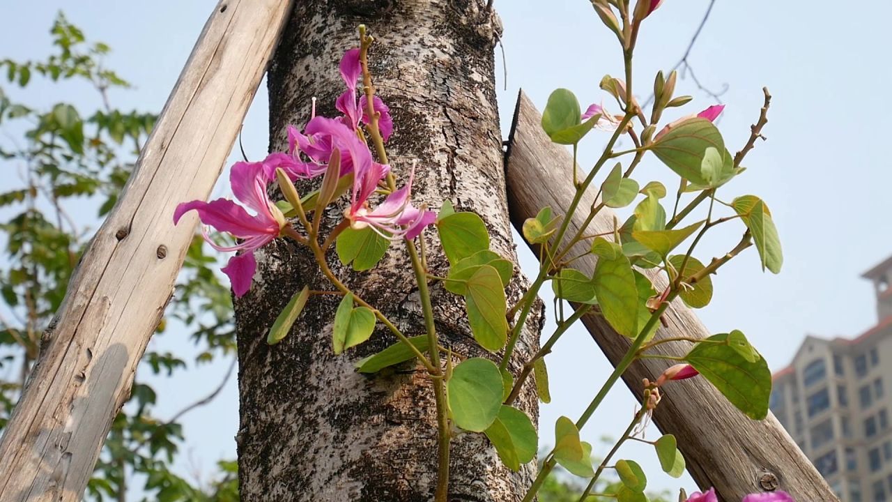 红花羊蹄甲树