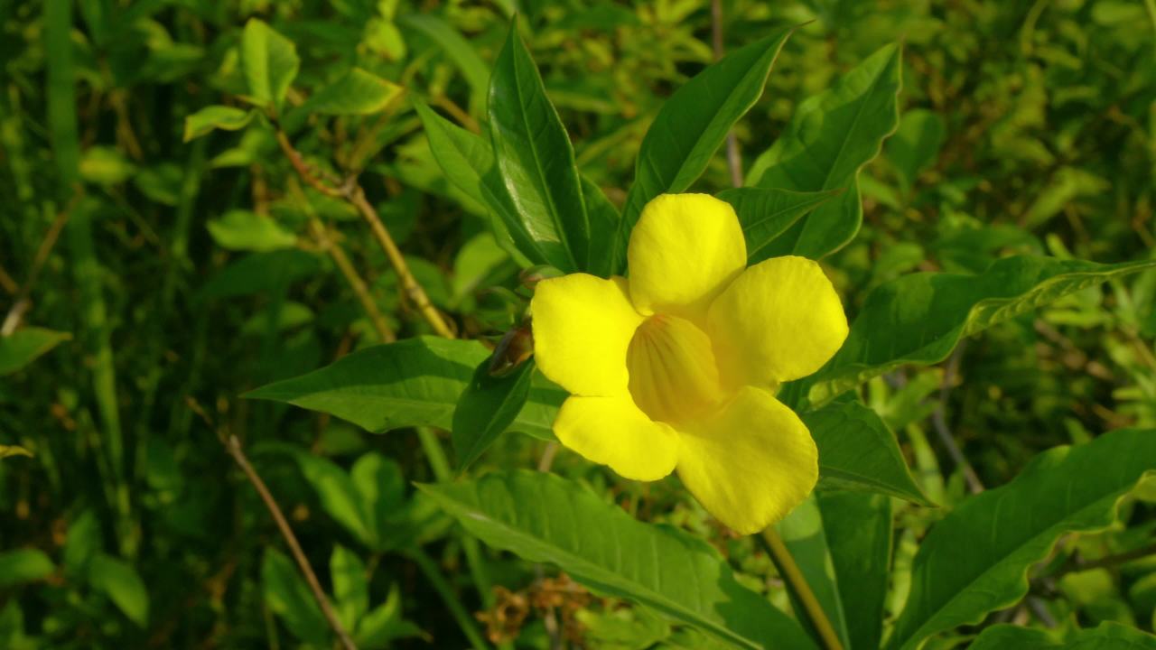 夕阳下的黄色大花