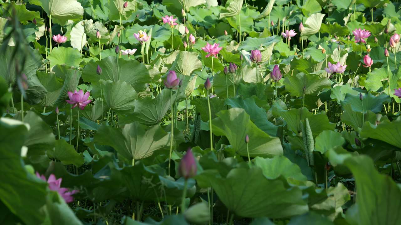 荷花（二） 10