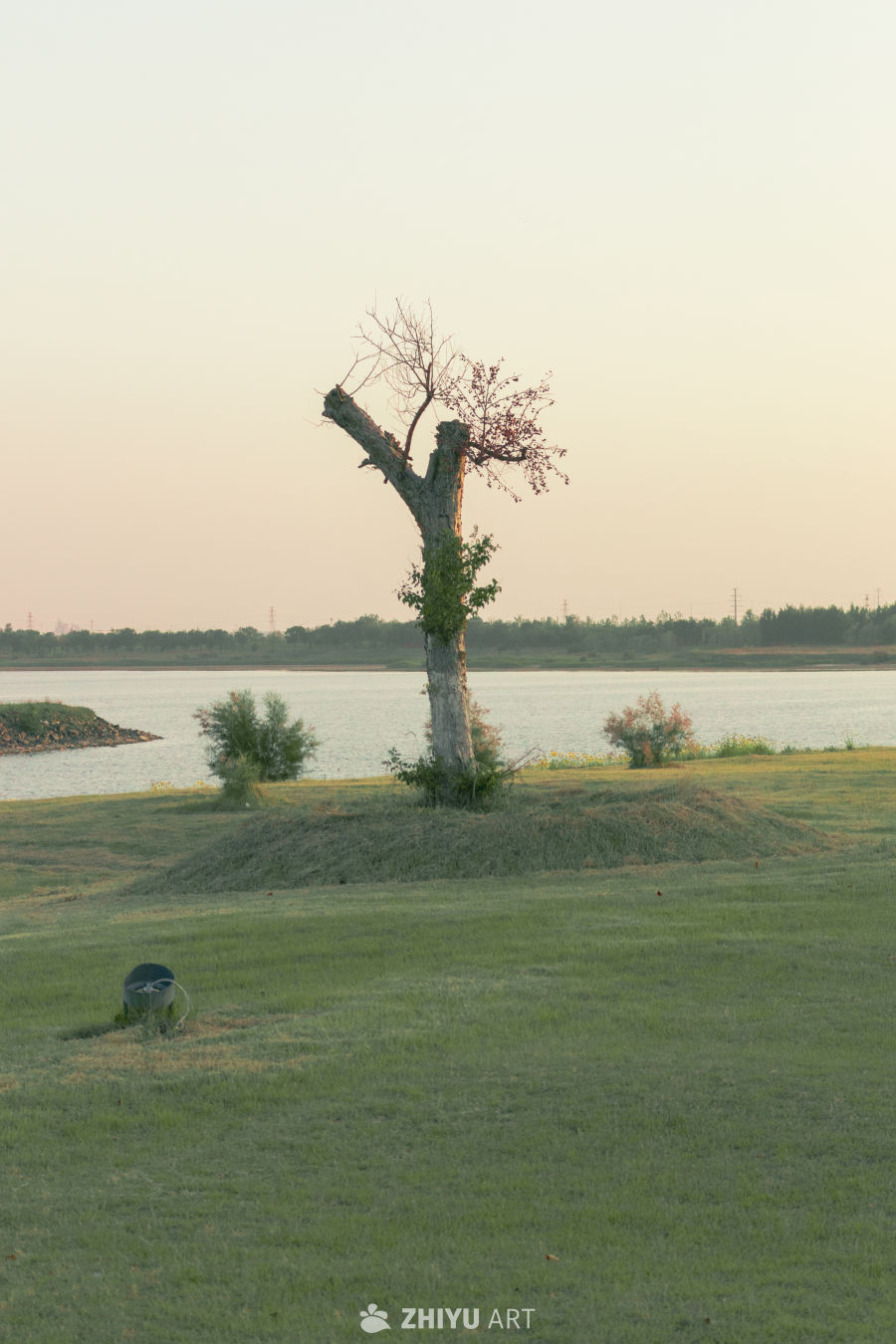 湖畔孤树黄昏景
