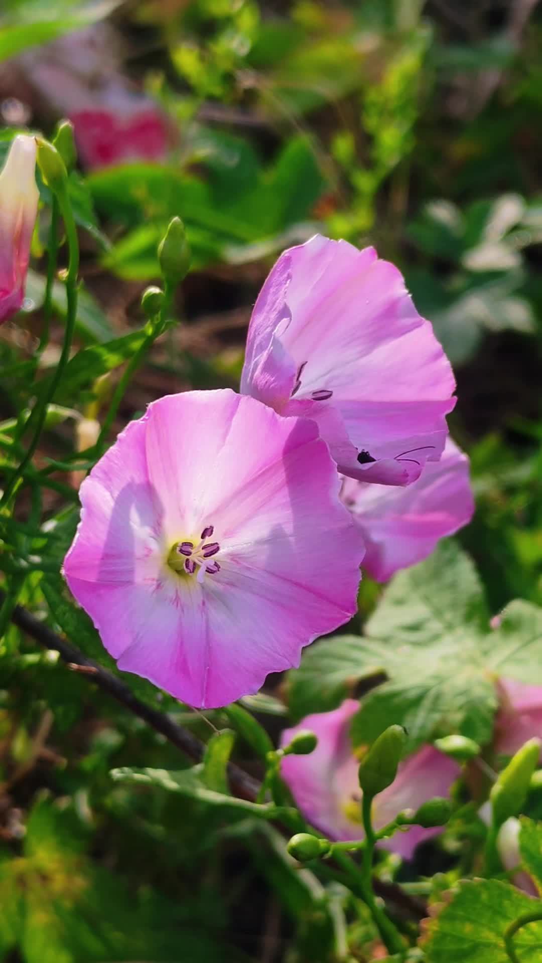 lv_0_20250801015916 5