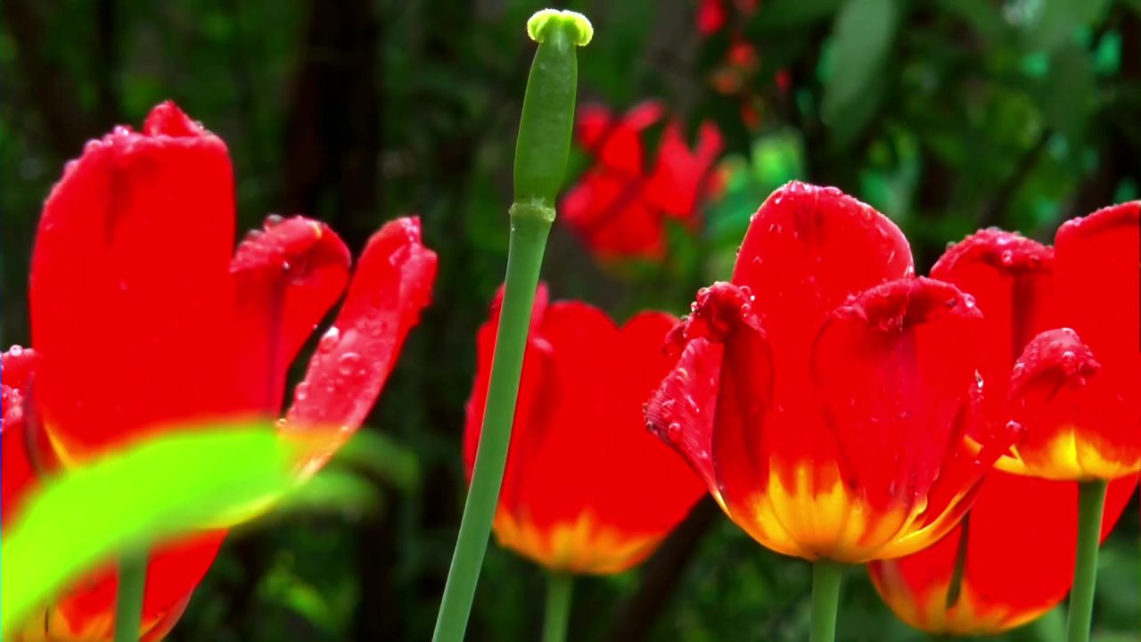 鲜花郁金香摄影春天