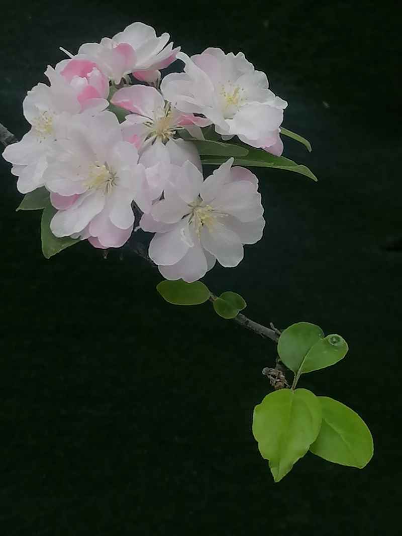 一枝海棠出墙来