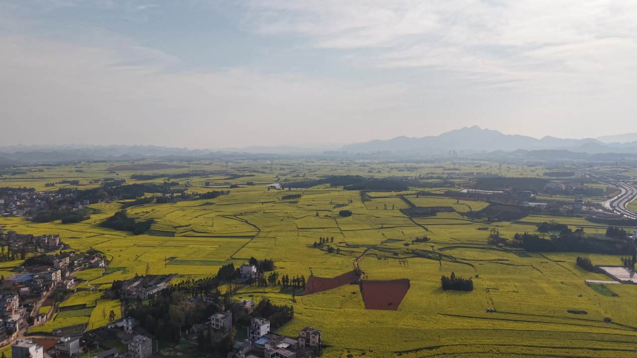 乡村油菜花海