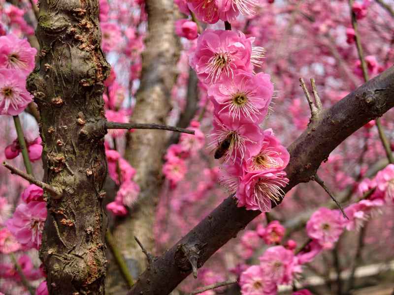 樱花