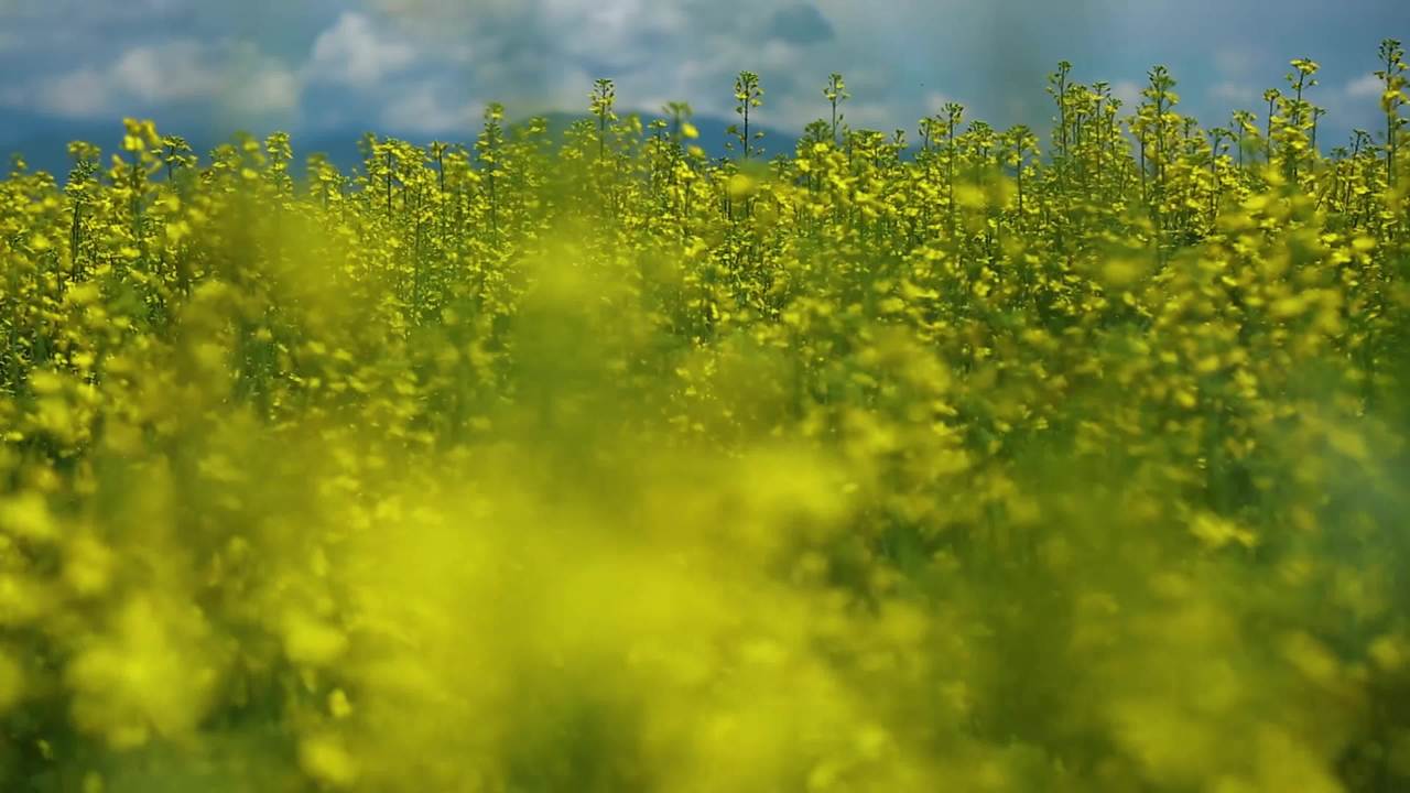 油菜花