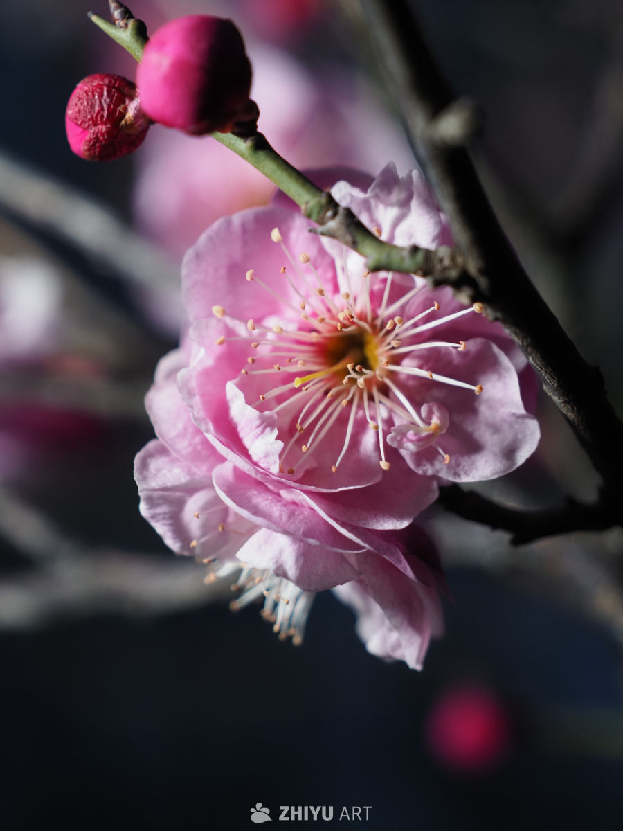 粉梅绽放，春意盎然