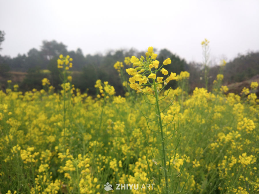 油菜花