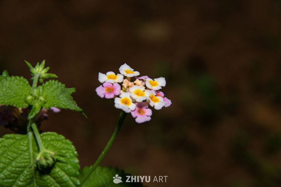 中药材与药材花 79