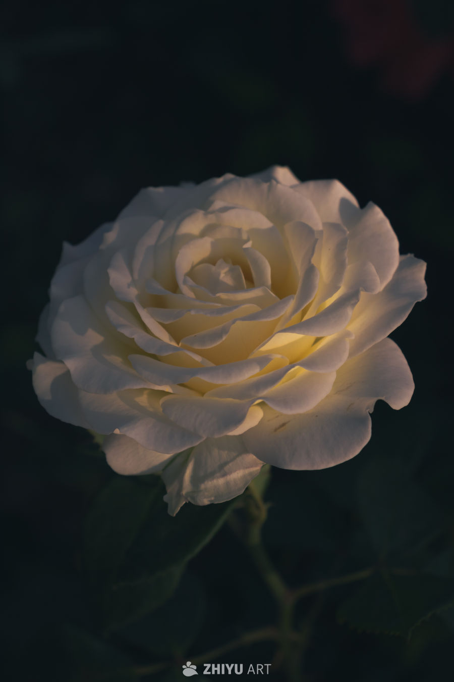 光影中的白玫瑰