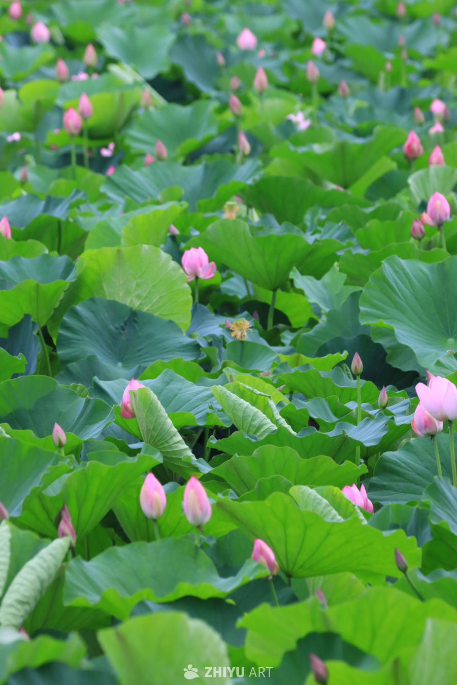 荷花 136