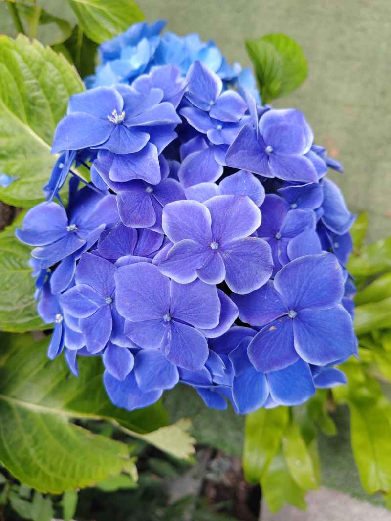 绣球花