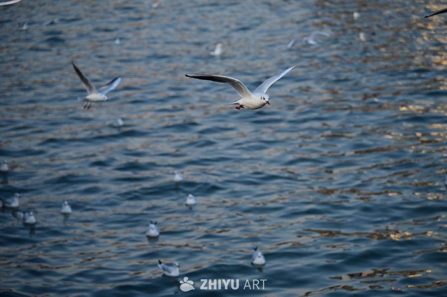 白色海鸥在蔚蓝大海自由飞翔 6