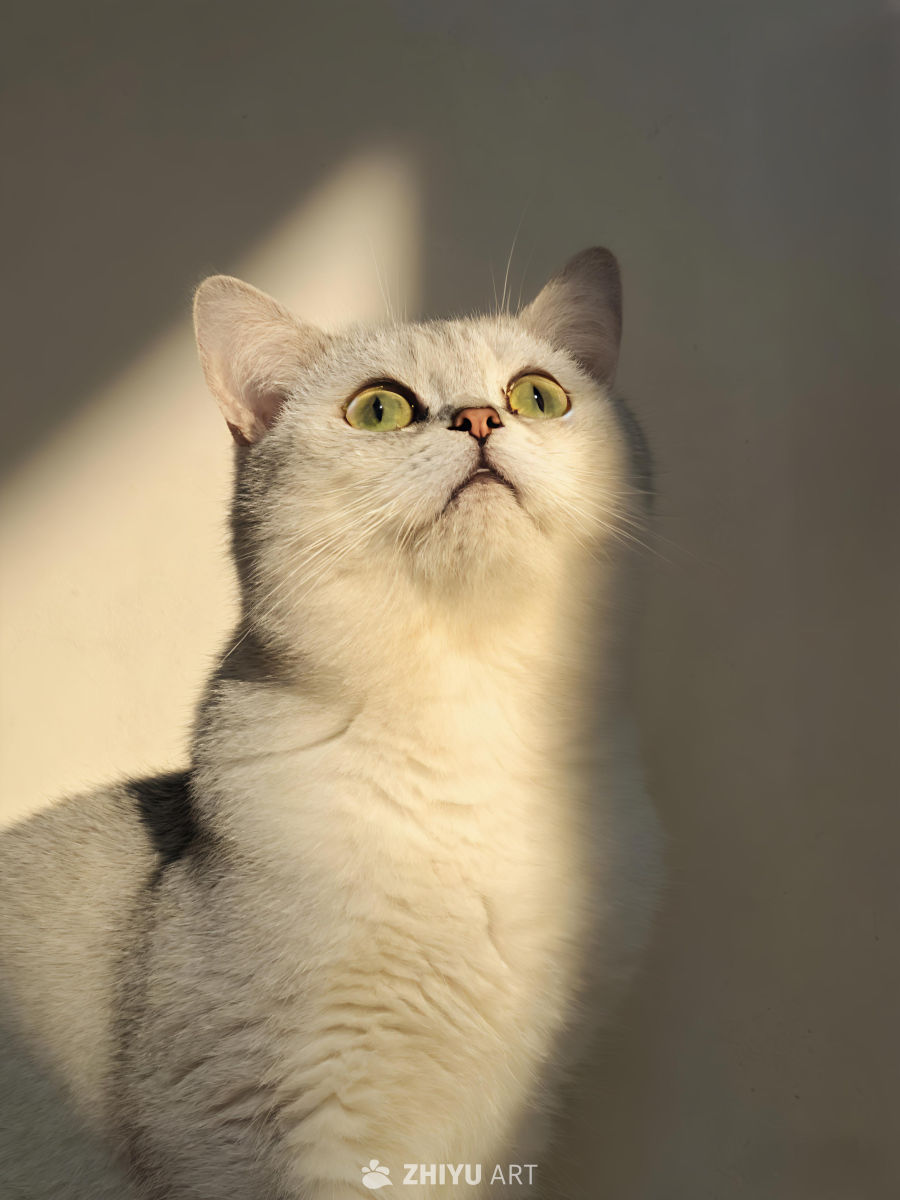 银渐层猫咪