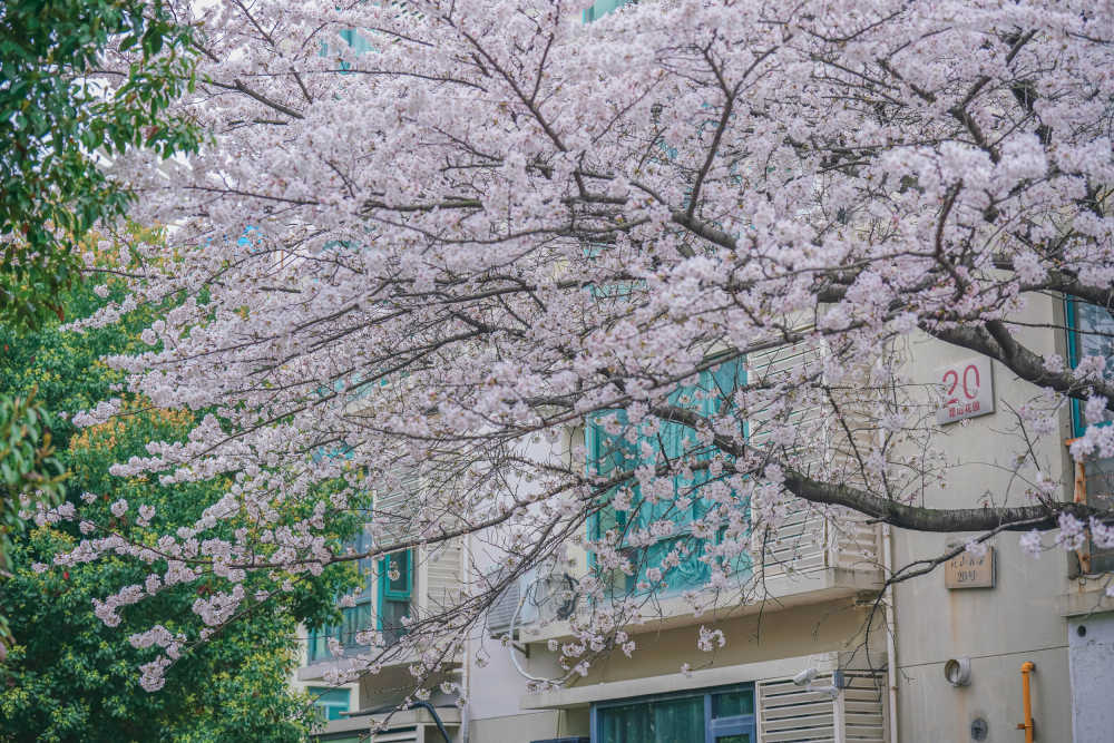 樱花季