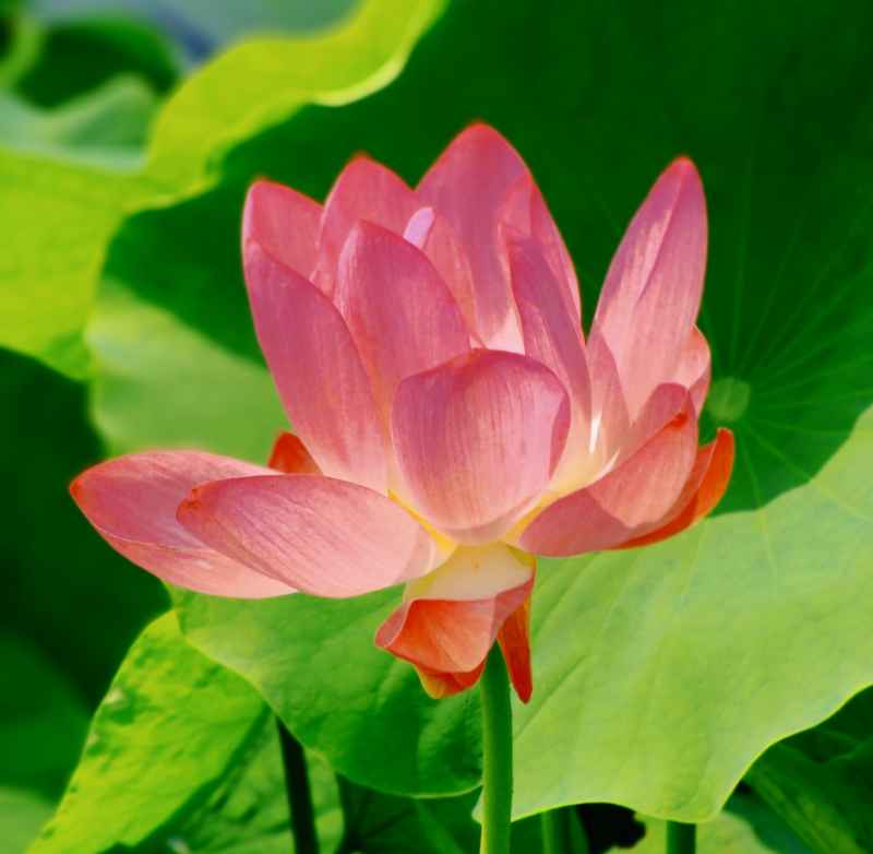 荷花（大光圈虚化） 6