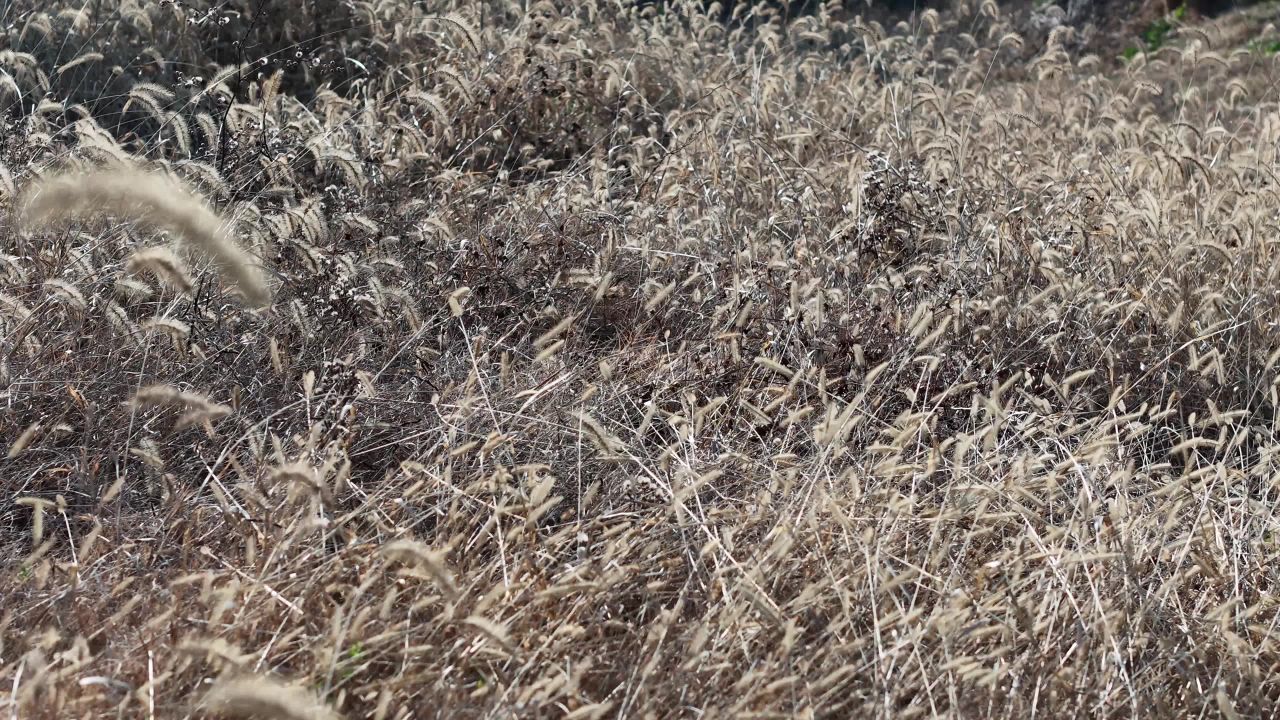 风吹过干草的田野