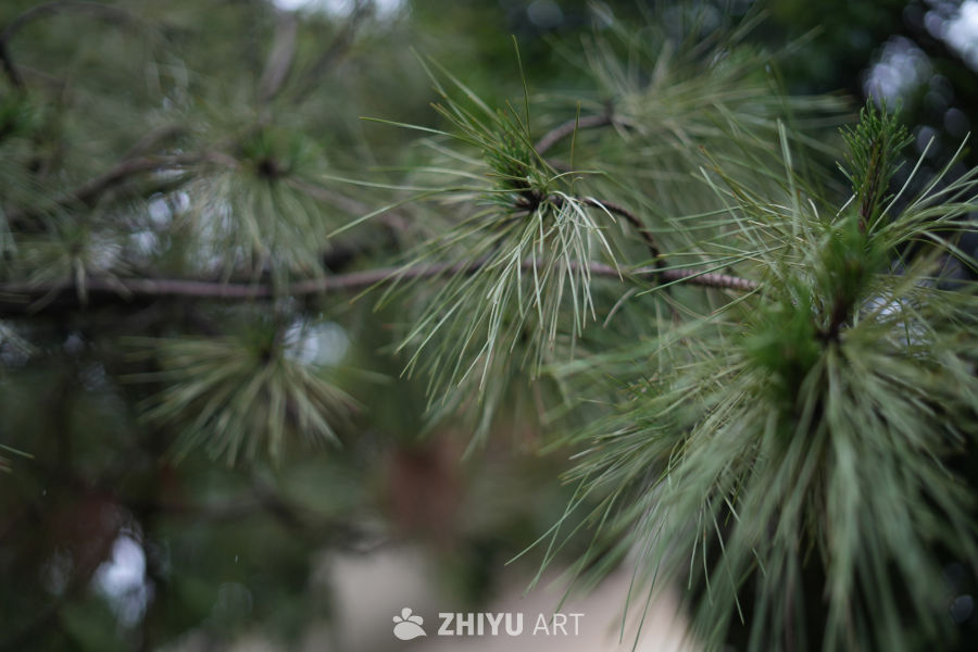 【实拍样片】索尼Alpha7 CR相机实拍照片原片 8