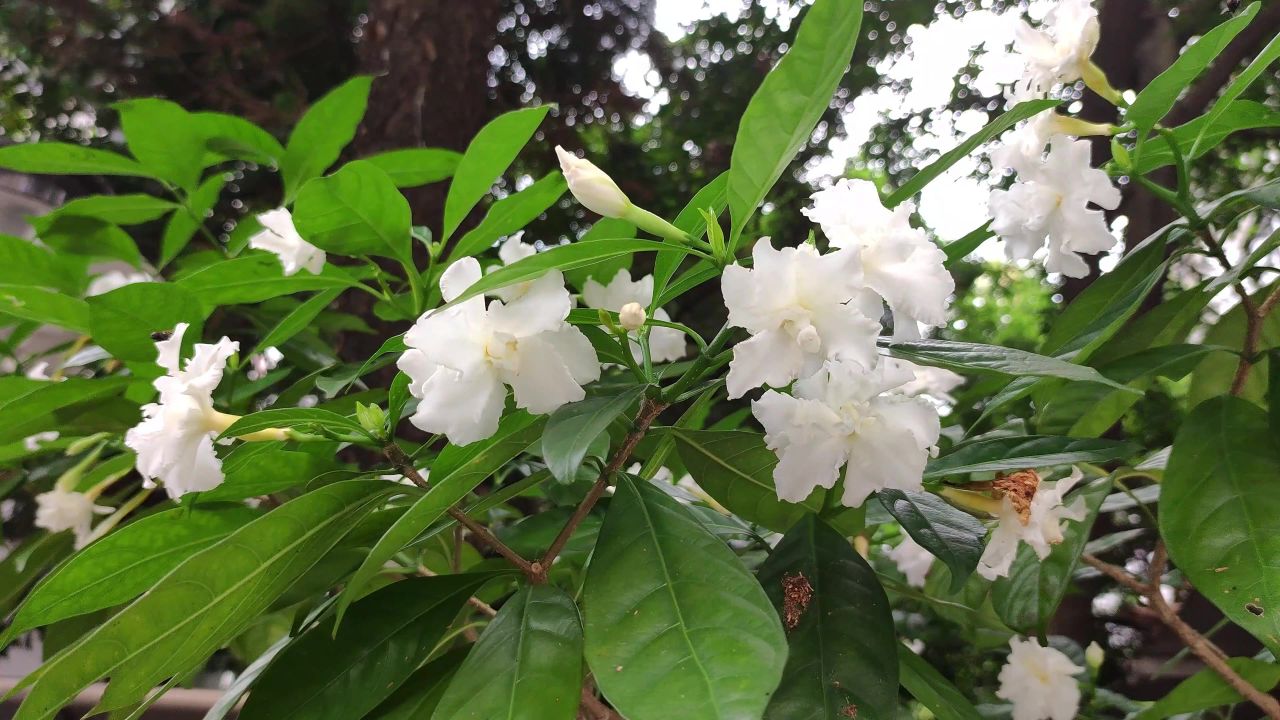 4K白色狗牙花