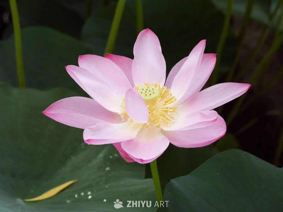 娇艳绽放的粉色荷花