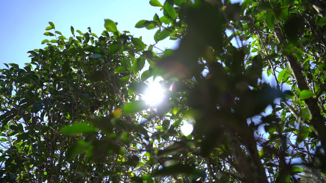 古茶树