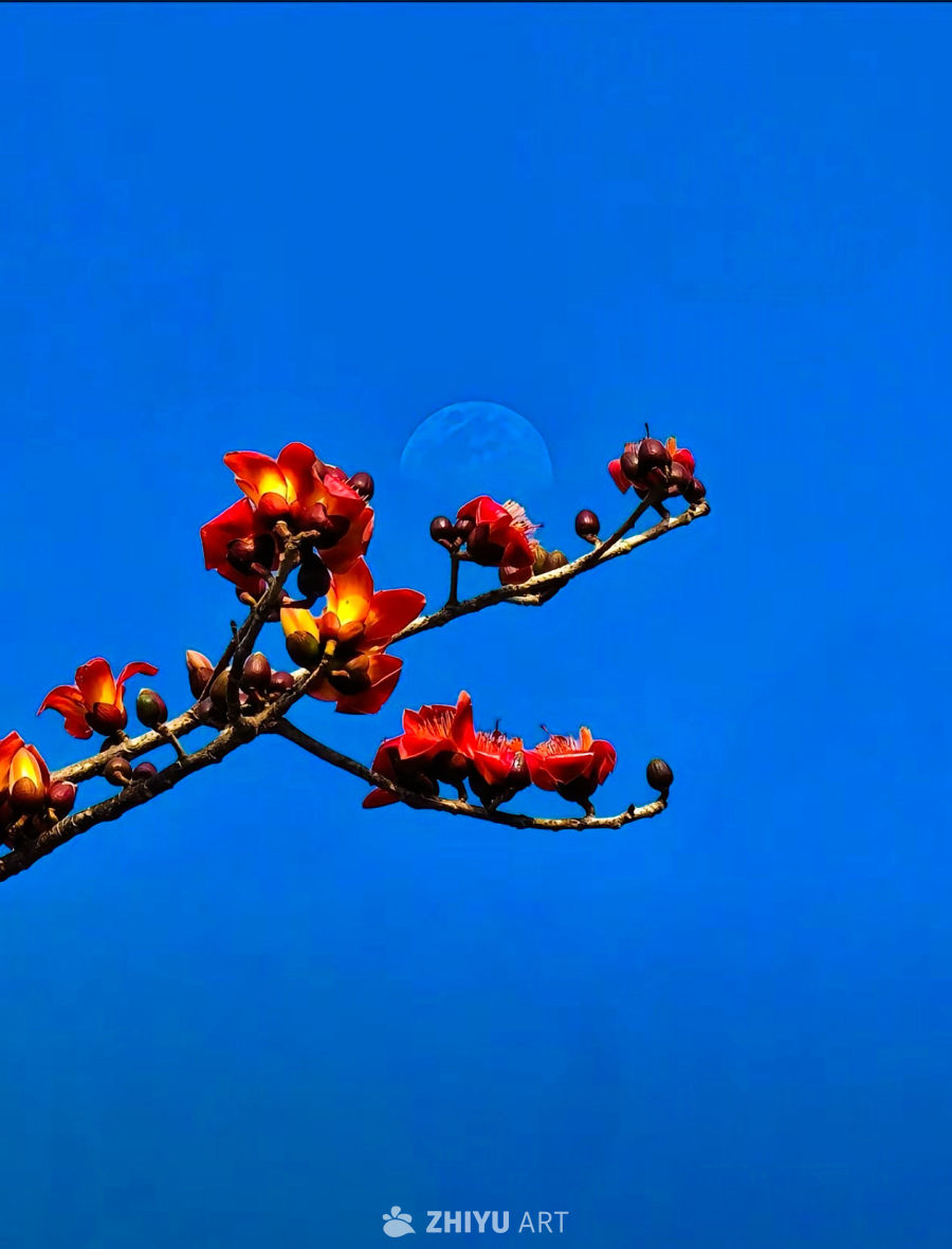 蓝天红花映明月