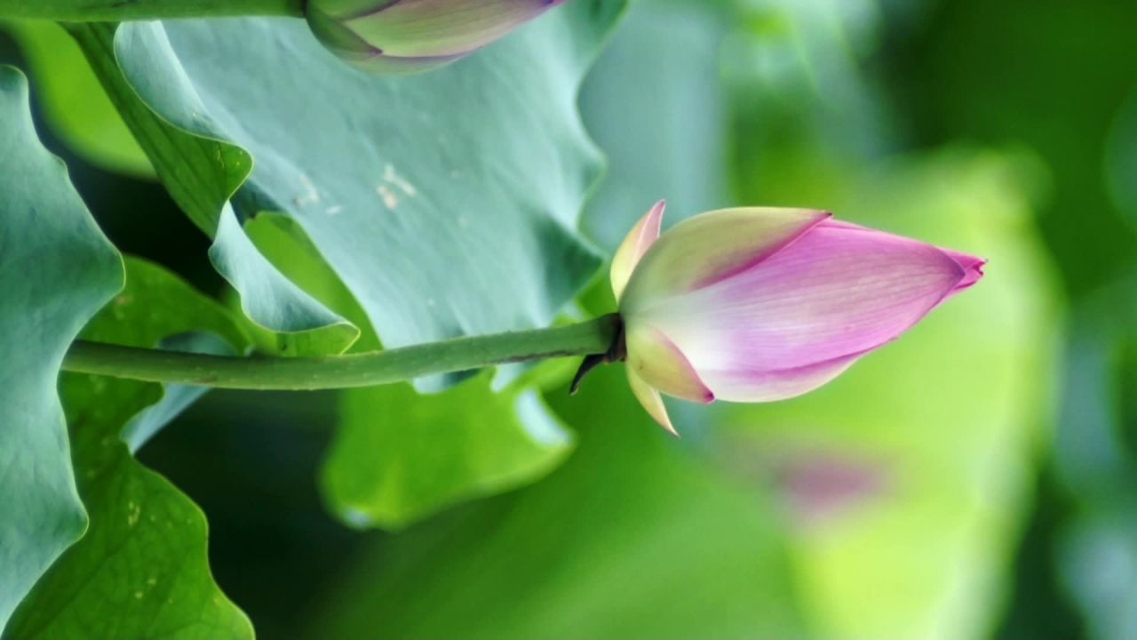 荷花 8