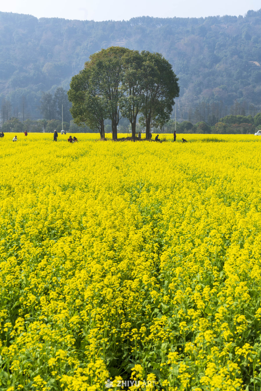 油菜花开的田野