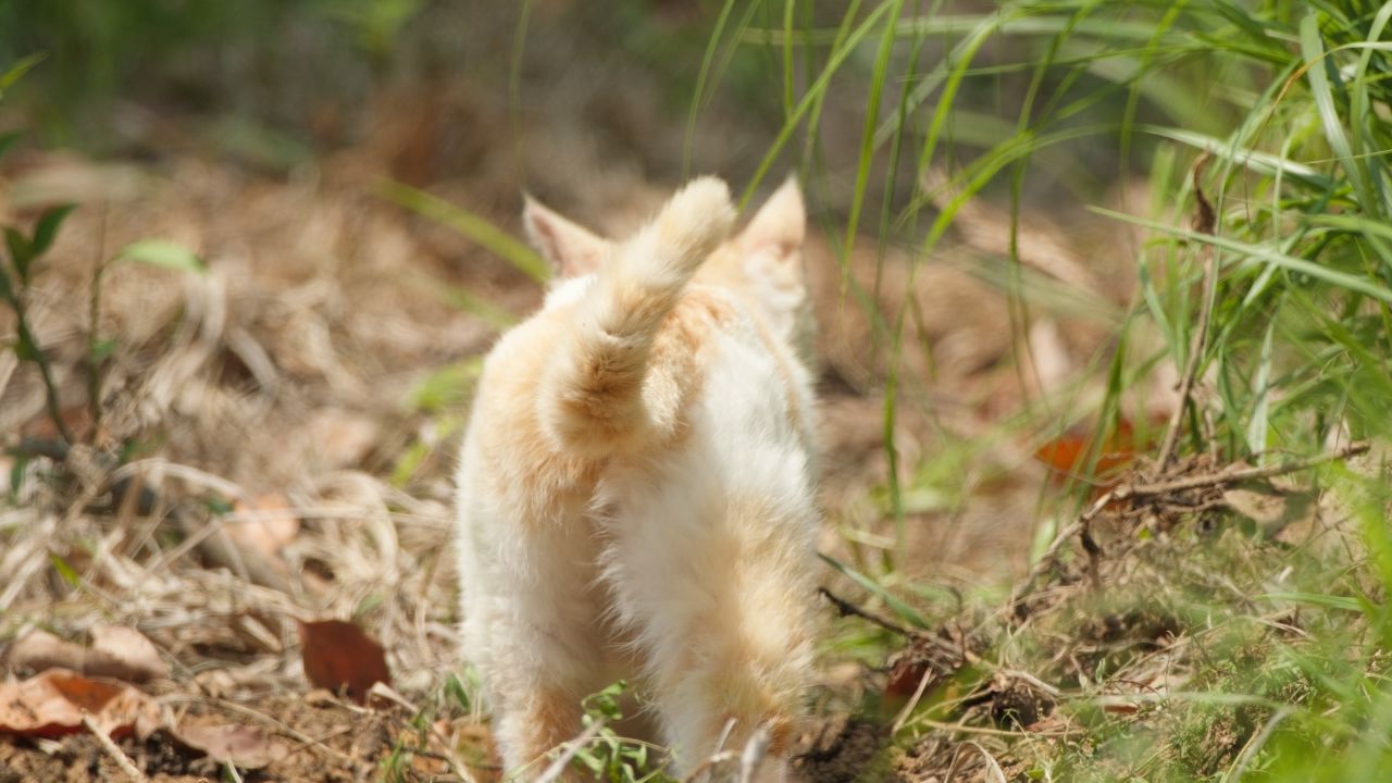 春天公园里可爱的猫咪流浪猫 5