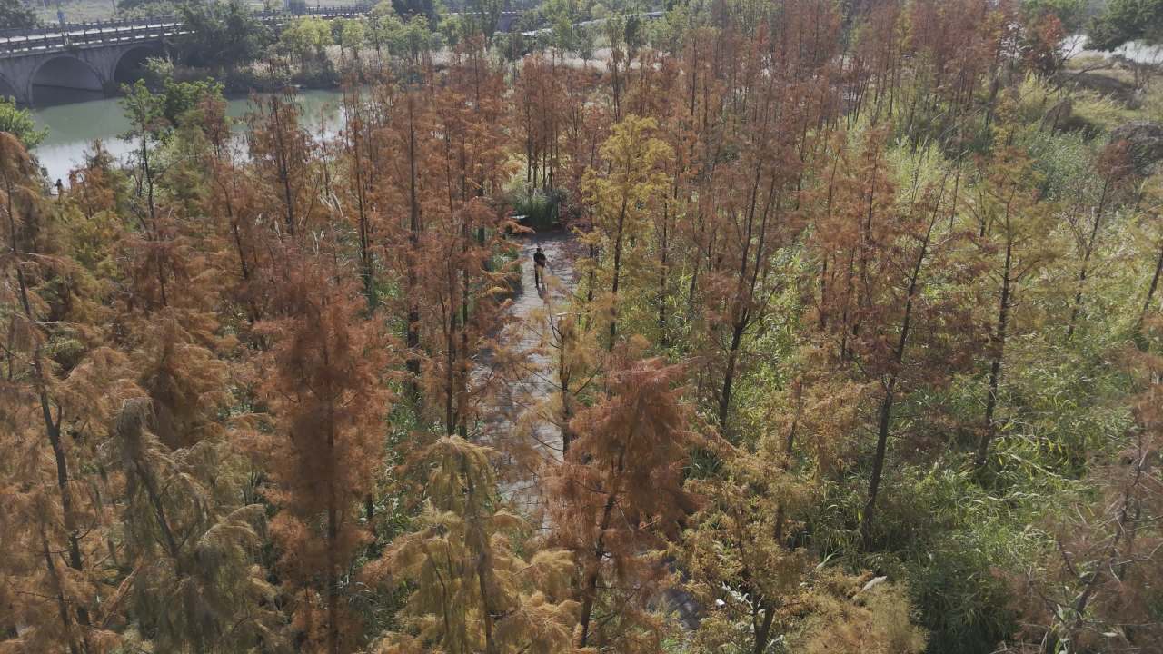 湿地红杉 5