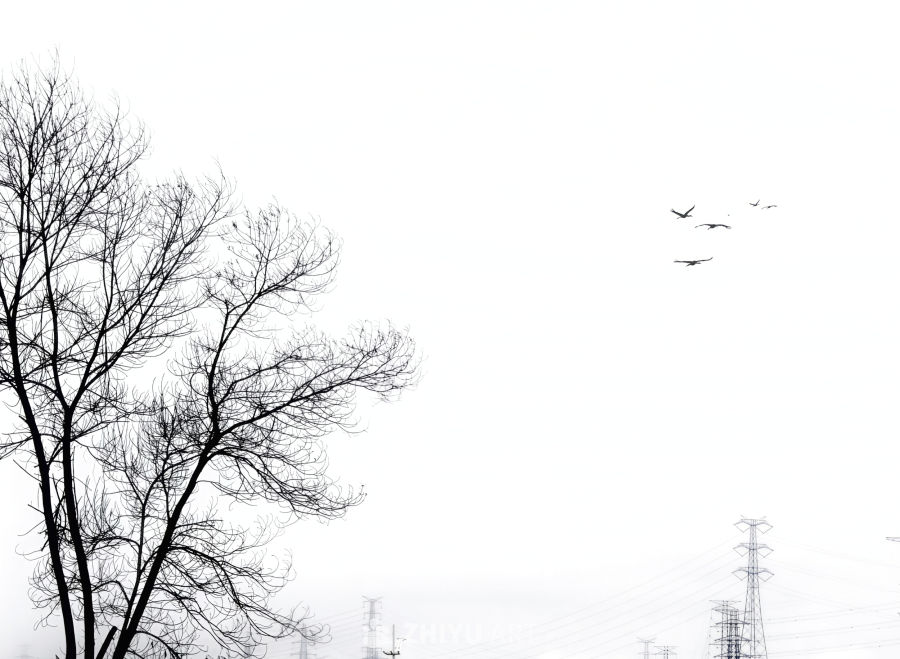 冬日枯树与飞鸟