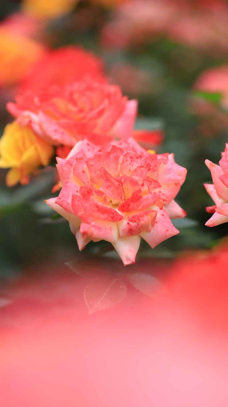 雨后蔷薇
