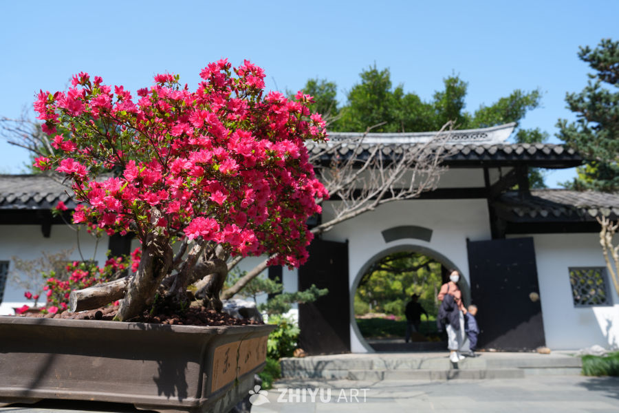 春日庭院赏花