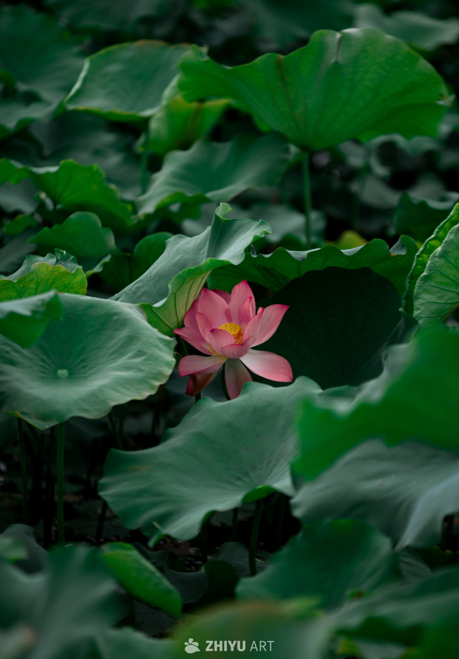 荷花 12