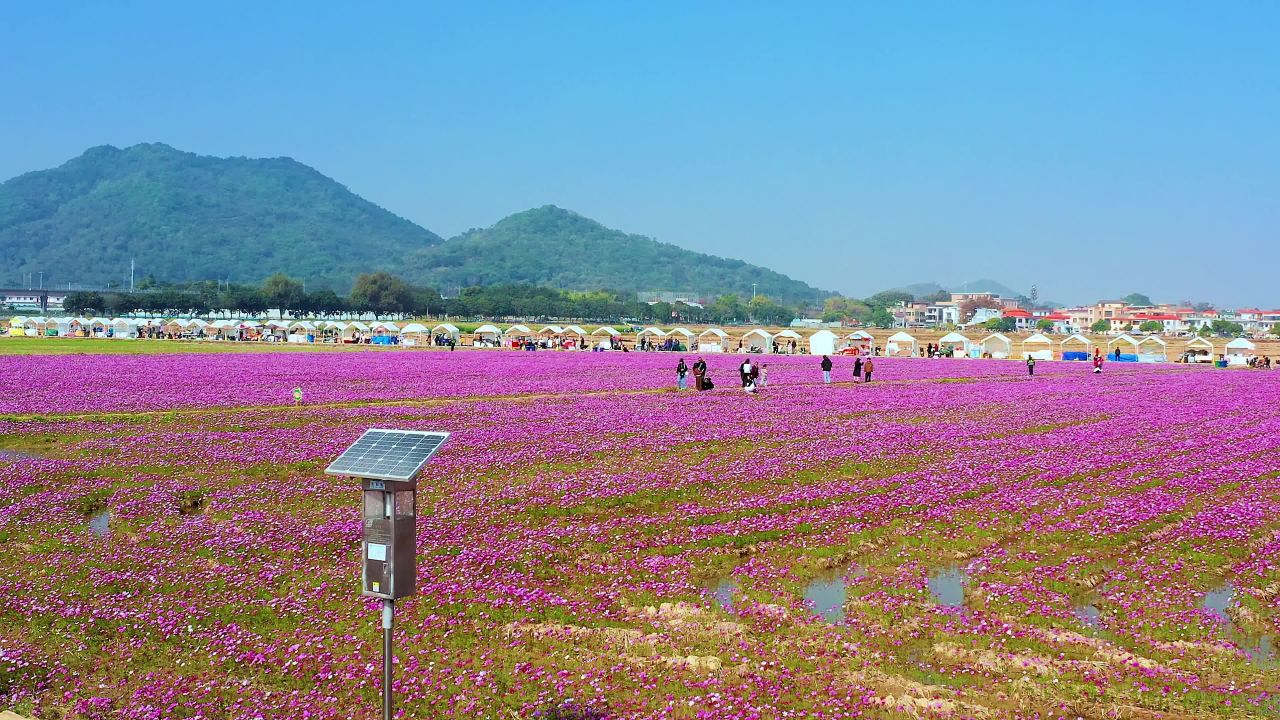 中山市南朗格桑花开二