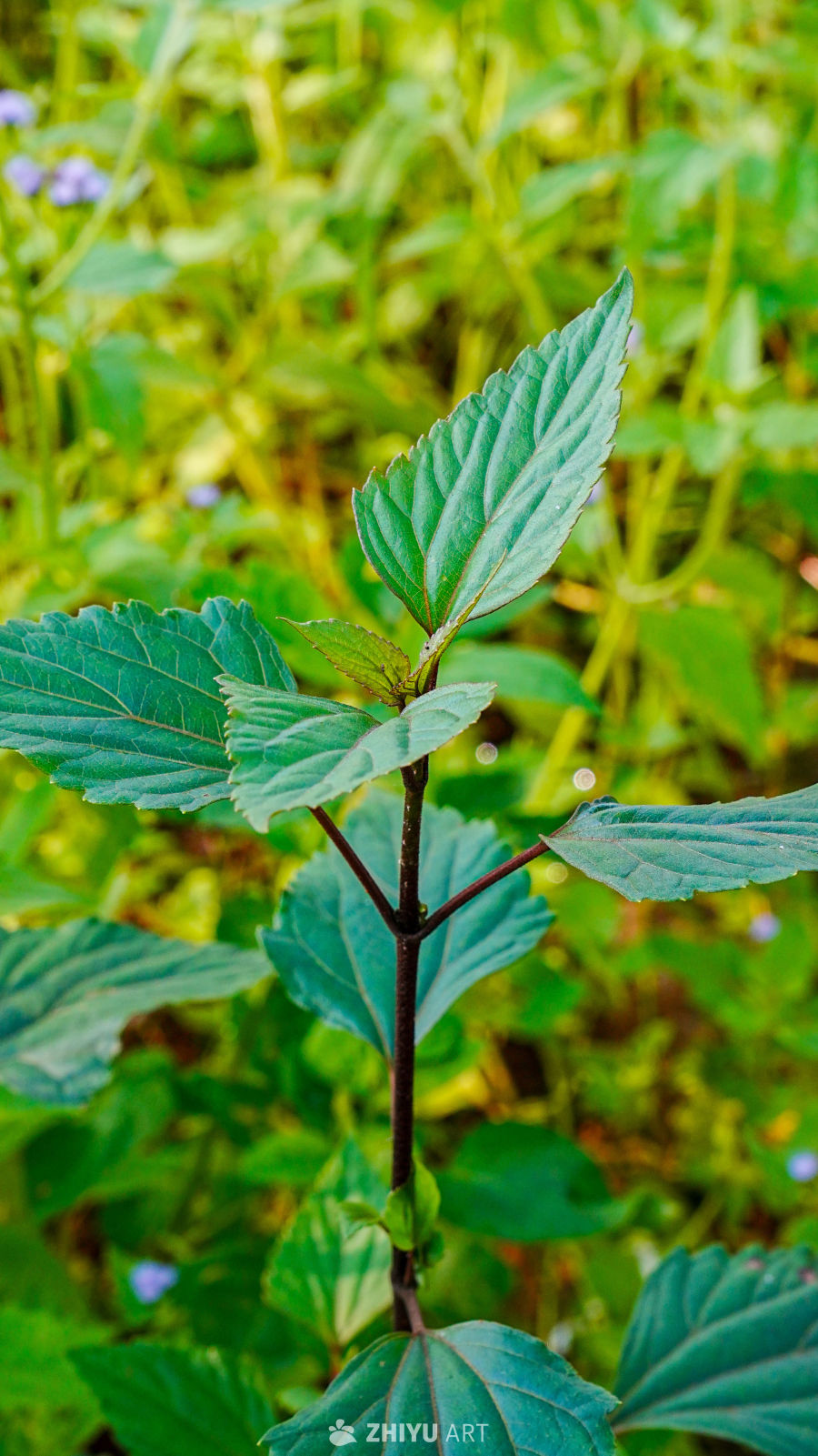 绿意盎然的植物
