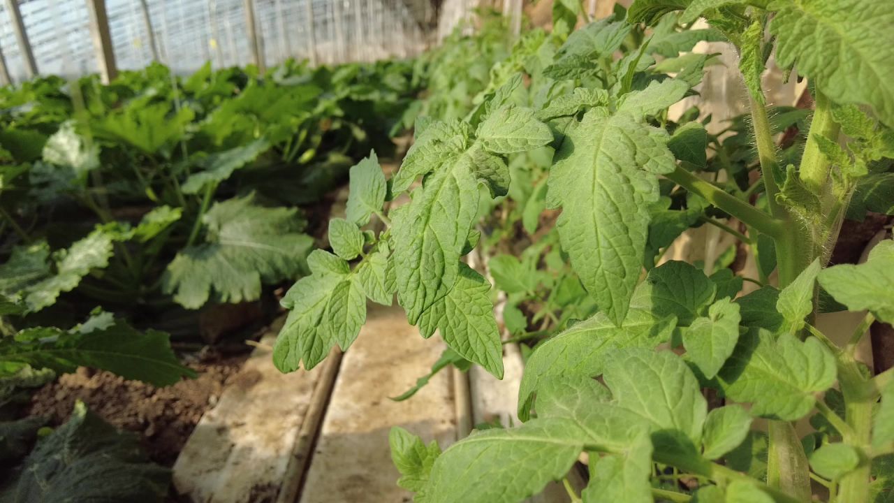 三农农村蔬菜大棚工作生活实拍素材