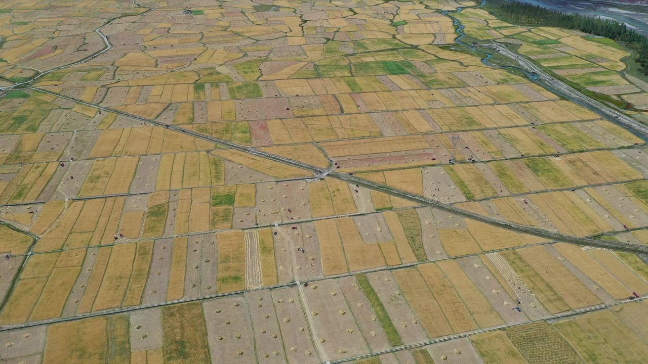 航拍西藏日喀则金灿灿的千亩青稞地