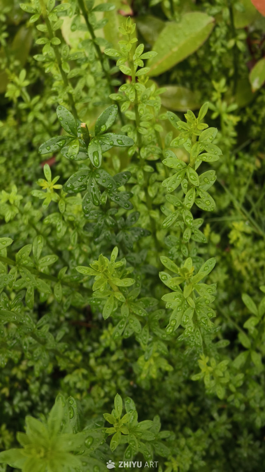 雨后绿植的清新之美