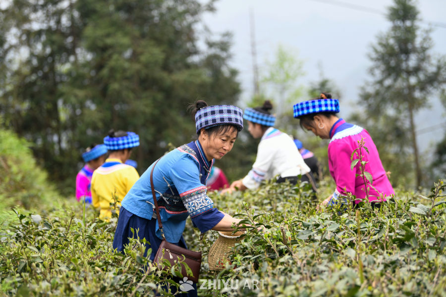 少数民族茶山采茶 11