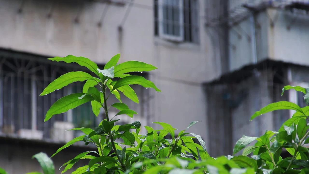 大雨树梢