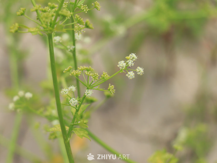 绿意盎然的野花