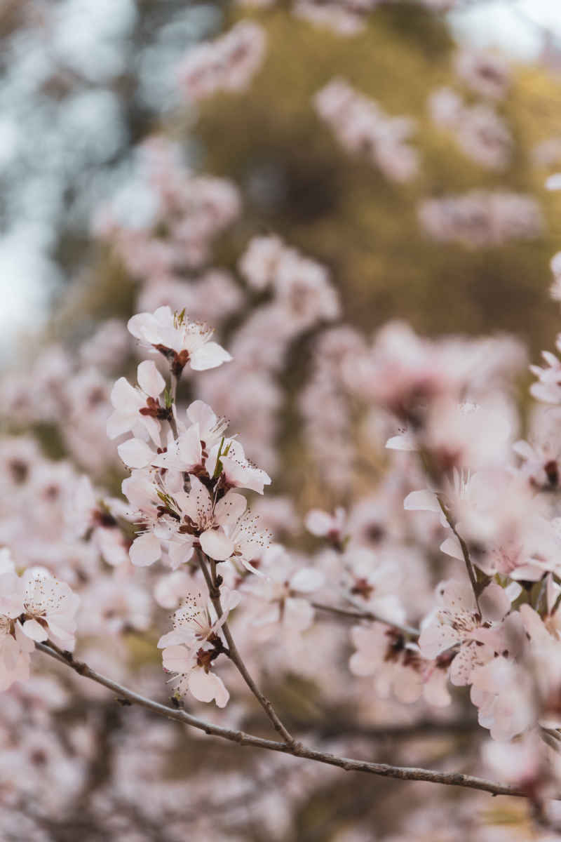 桃花