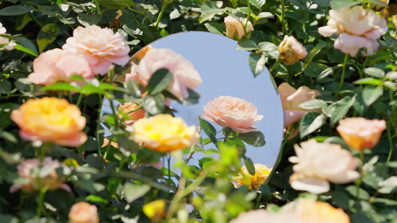 镜中花