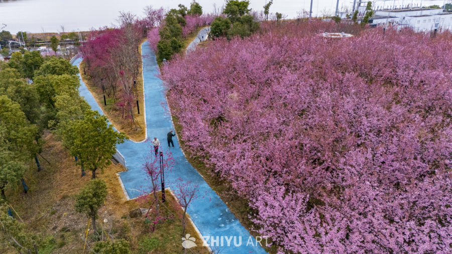 樱花盛开的公园