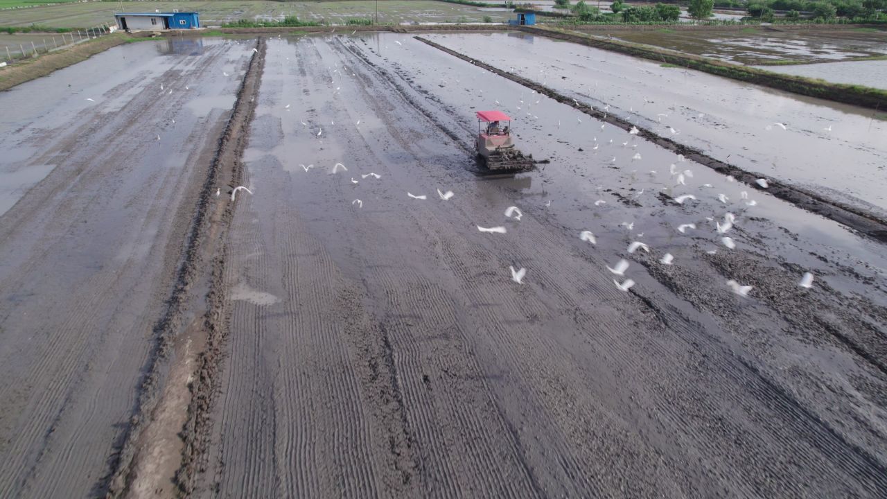 大自然野生保护动物白鹭涉禽 30