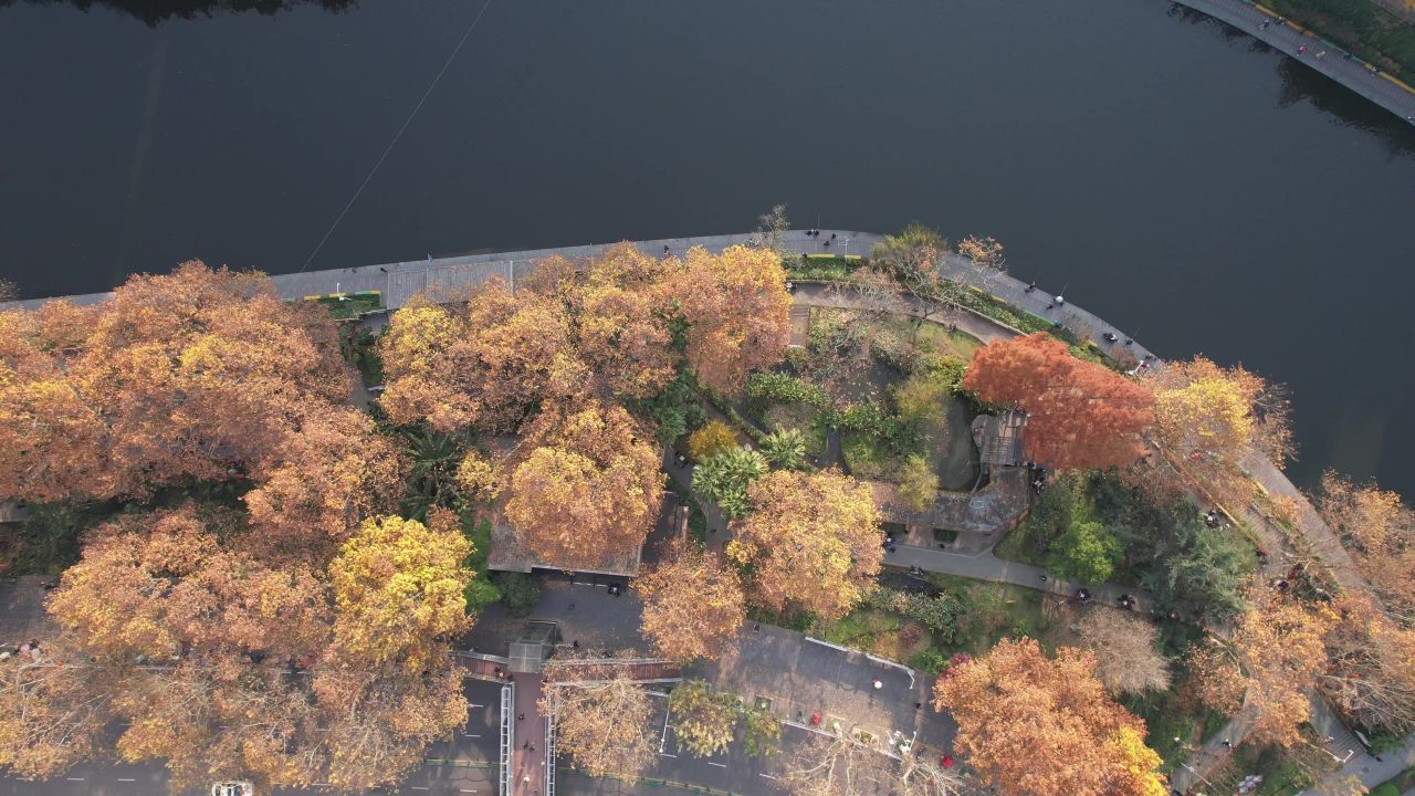  秋天枯黄树枝树叶植物森林城市
