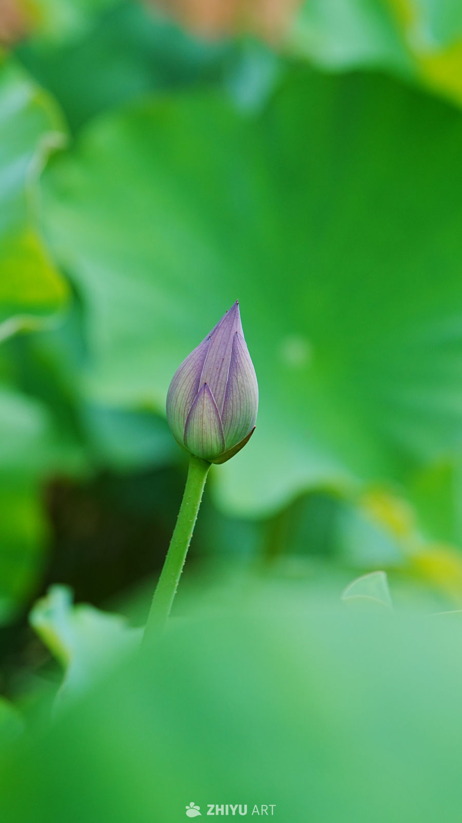 静待绽放的莲