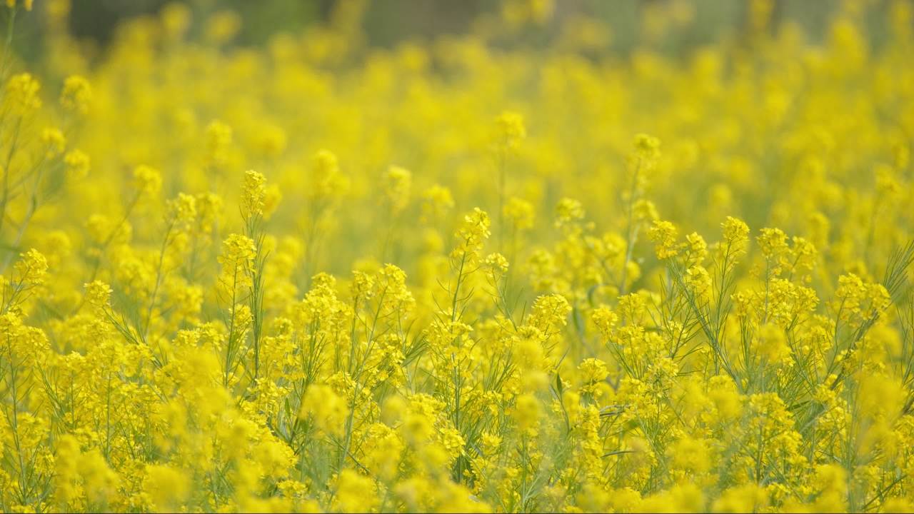 春天农村油菜花田野 42